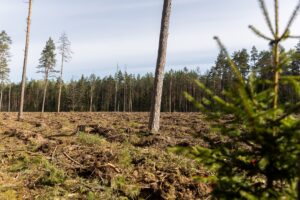 per-360-medziu-regioniniame-parke-neteisetai-iskirtusi-bendrove-tures-atlyginti-zala