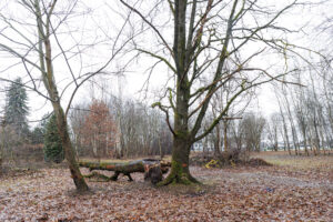 vietoje-laukines-gamtos-kampelio-silainiuose-planuojama-irengti-nauja-parka-(foto)